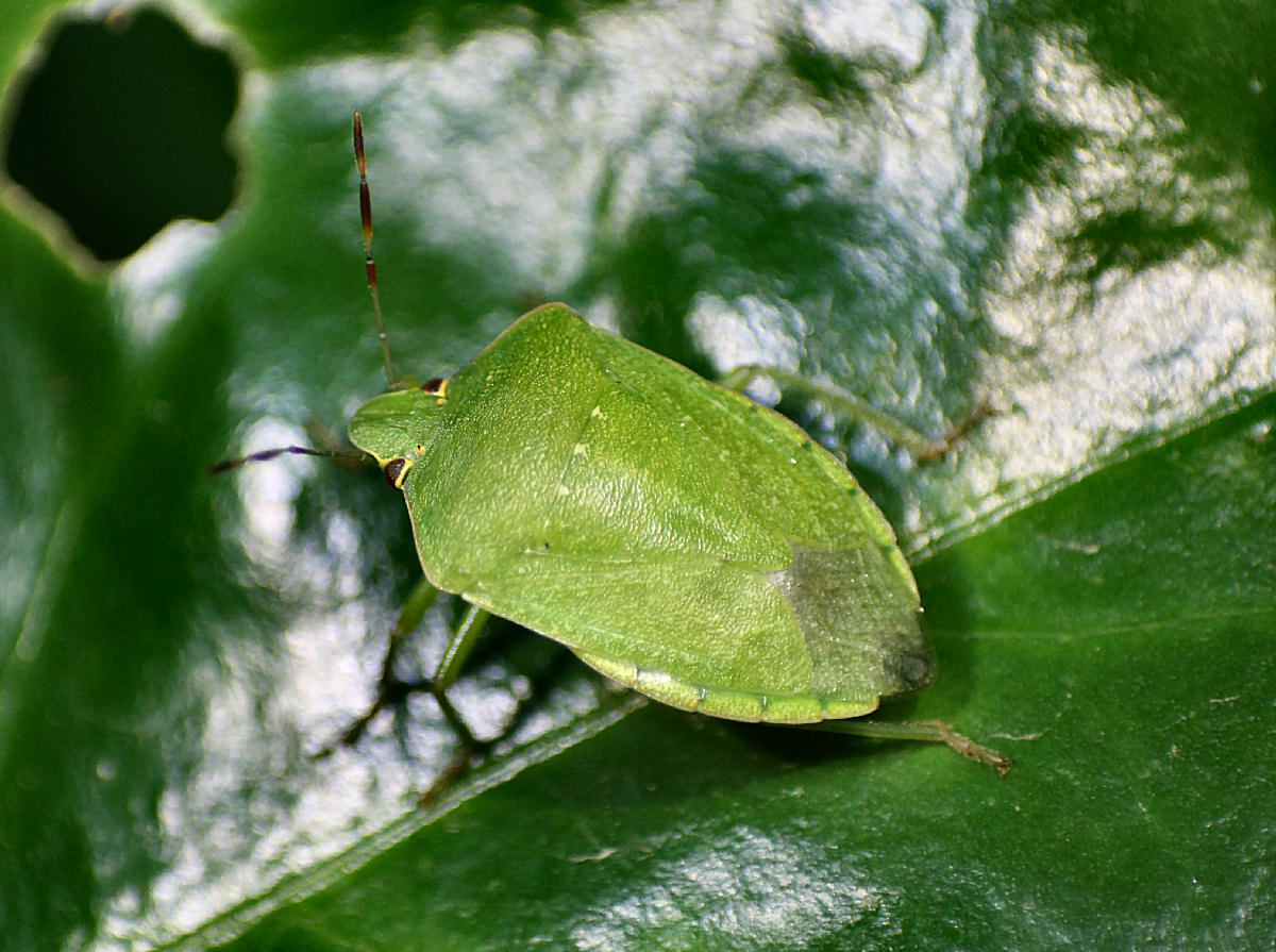 Pentatomidae: Nezara viridula della Lombardia (MI)